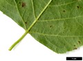 SpeciesSub: subsp. mandshurica